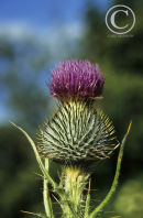 Spear Thistle